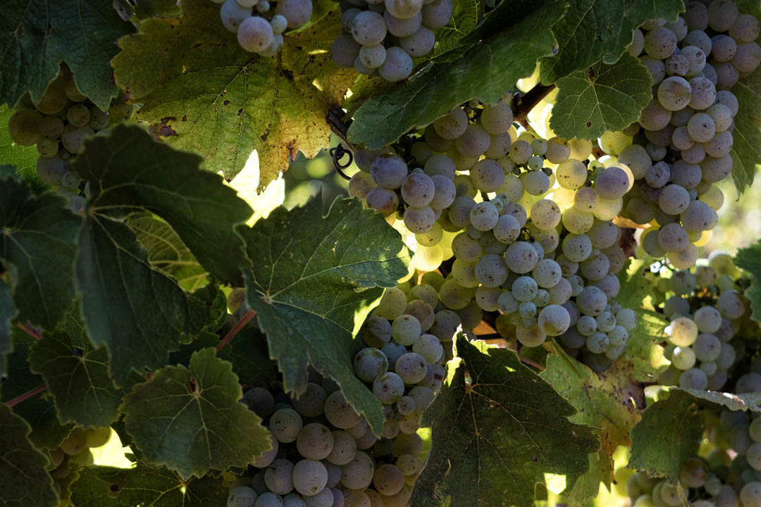 Peglidis%20riesling%20bunches%20photo%2023 03 16%2001 crop