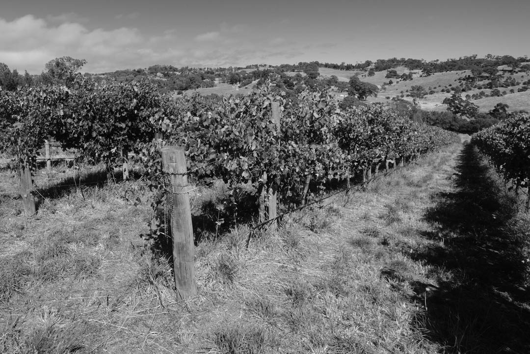 Protero%20vineyard%20210305 01