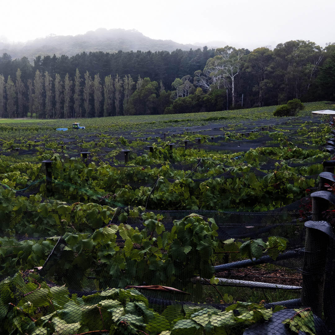 Tapanappa%20Tiers%20and%20Things%20210305 32%20%281%29