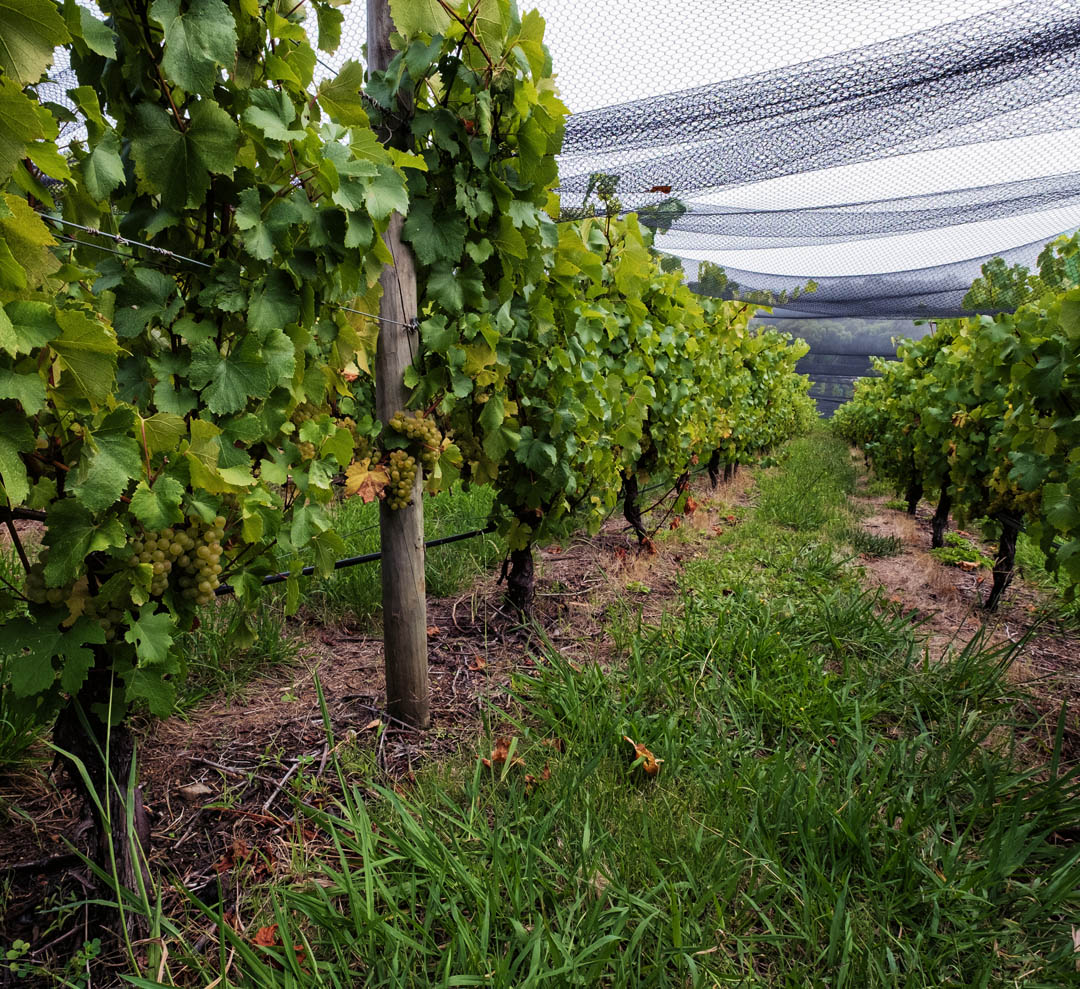 Tapanappa%20Tiers%20vineyard%20under%20the%20nets%20210305 82