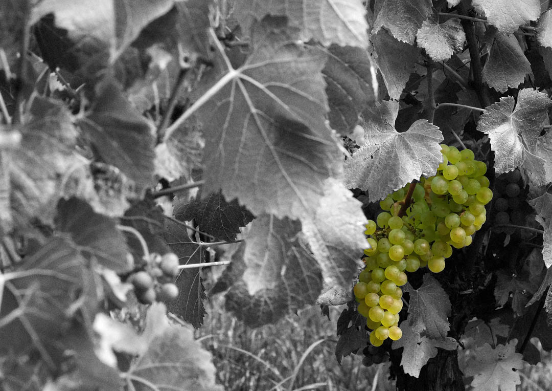 Tapanappa%20Tiers%20and%20Tree%20210305 06 crop