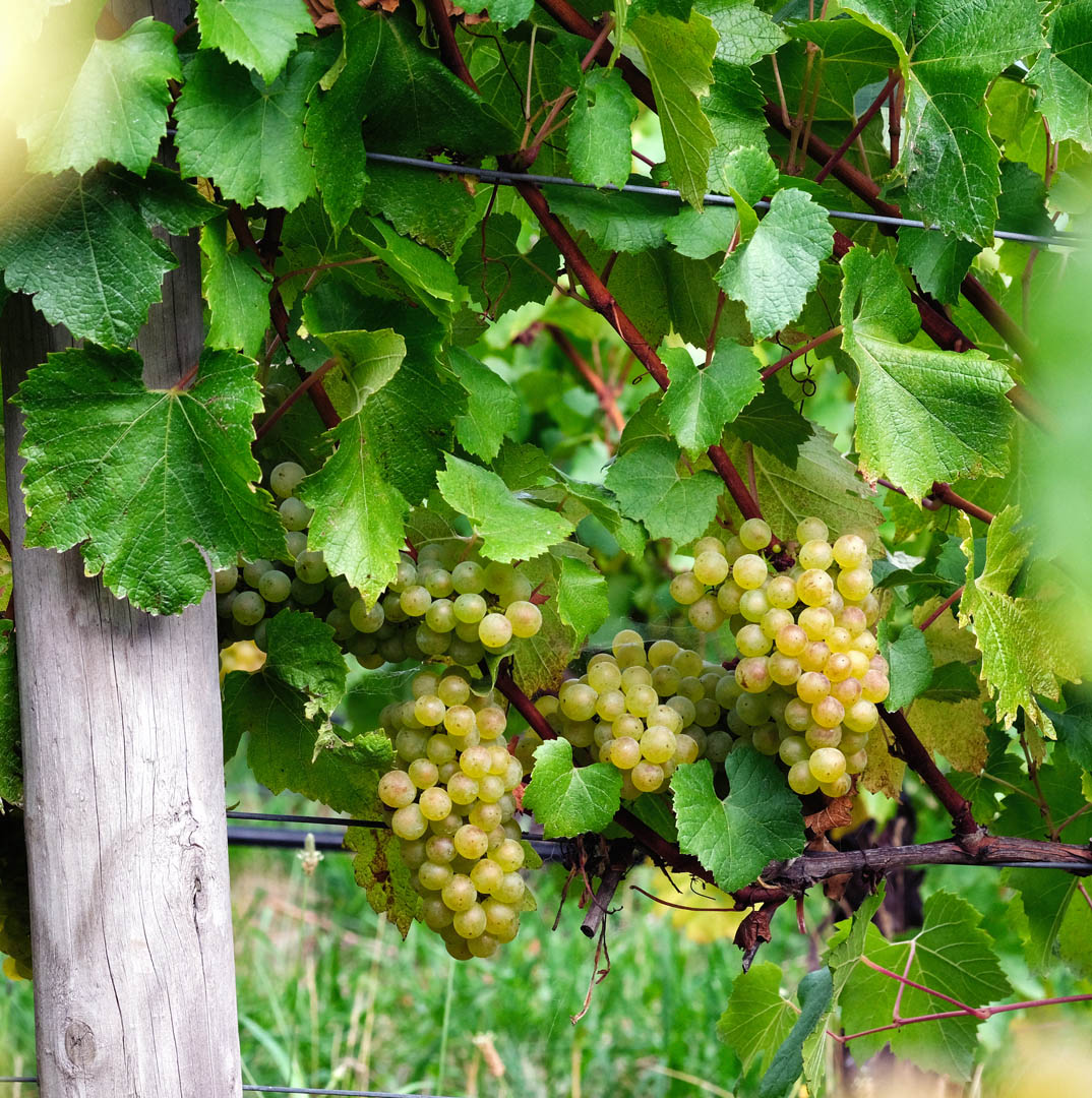 Tapanappa family chardonnay bunches 210305 39
